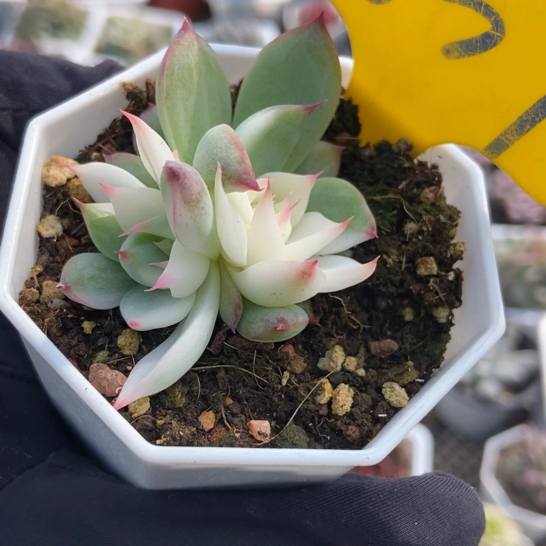 637吉娃娃锦多肉植物