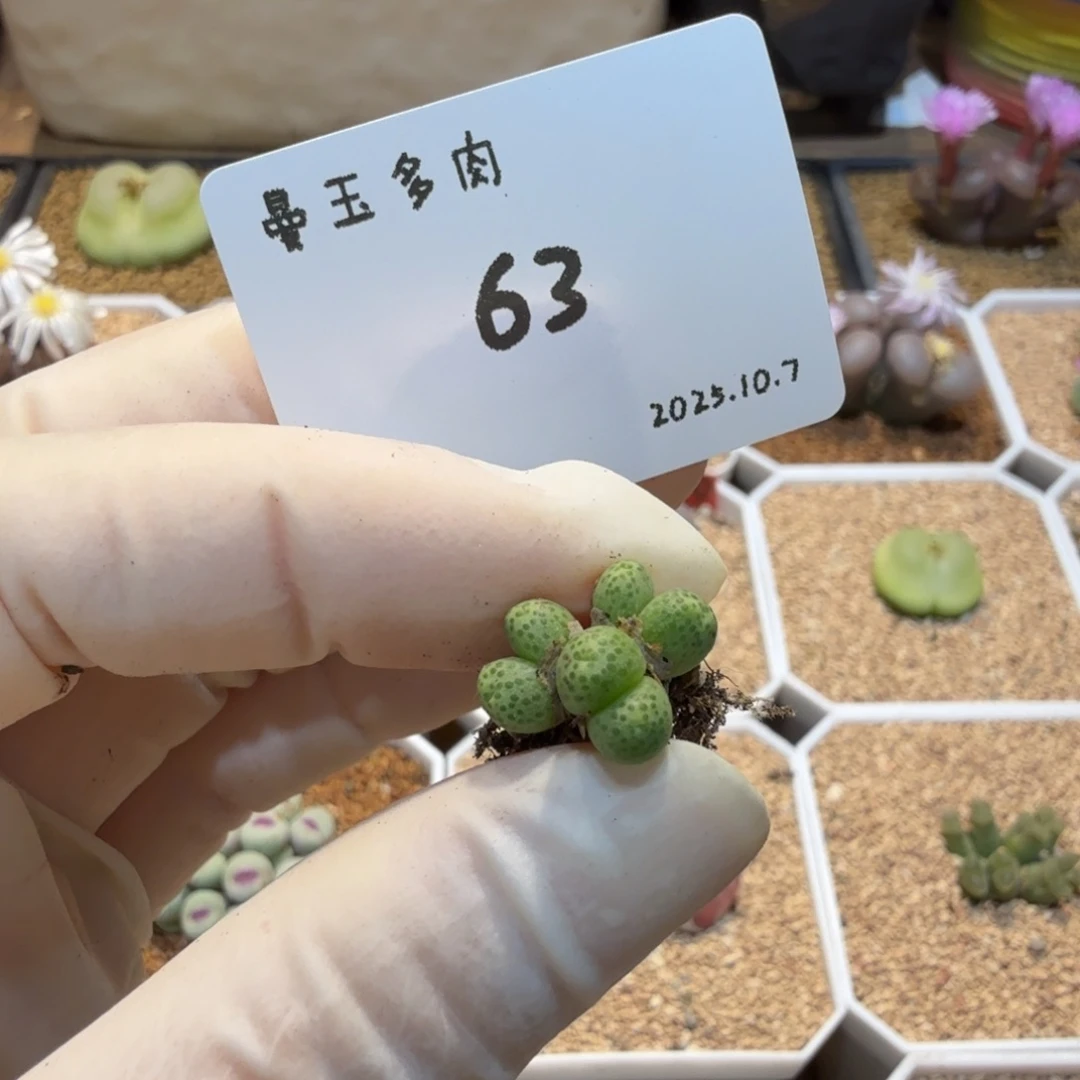嫣***哎多肉多肉多肉10.7-063