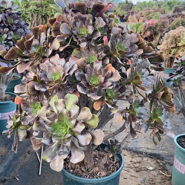灰圆叶多肉植物33