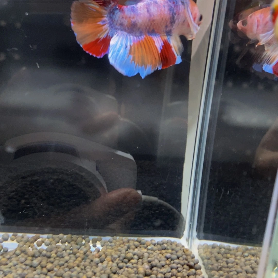 斗鱼353巨斗111111