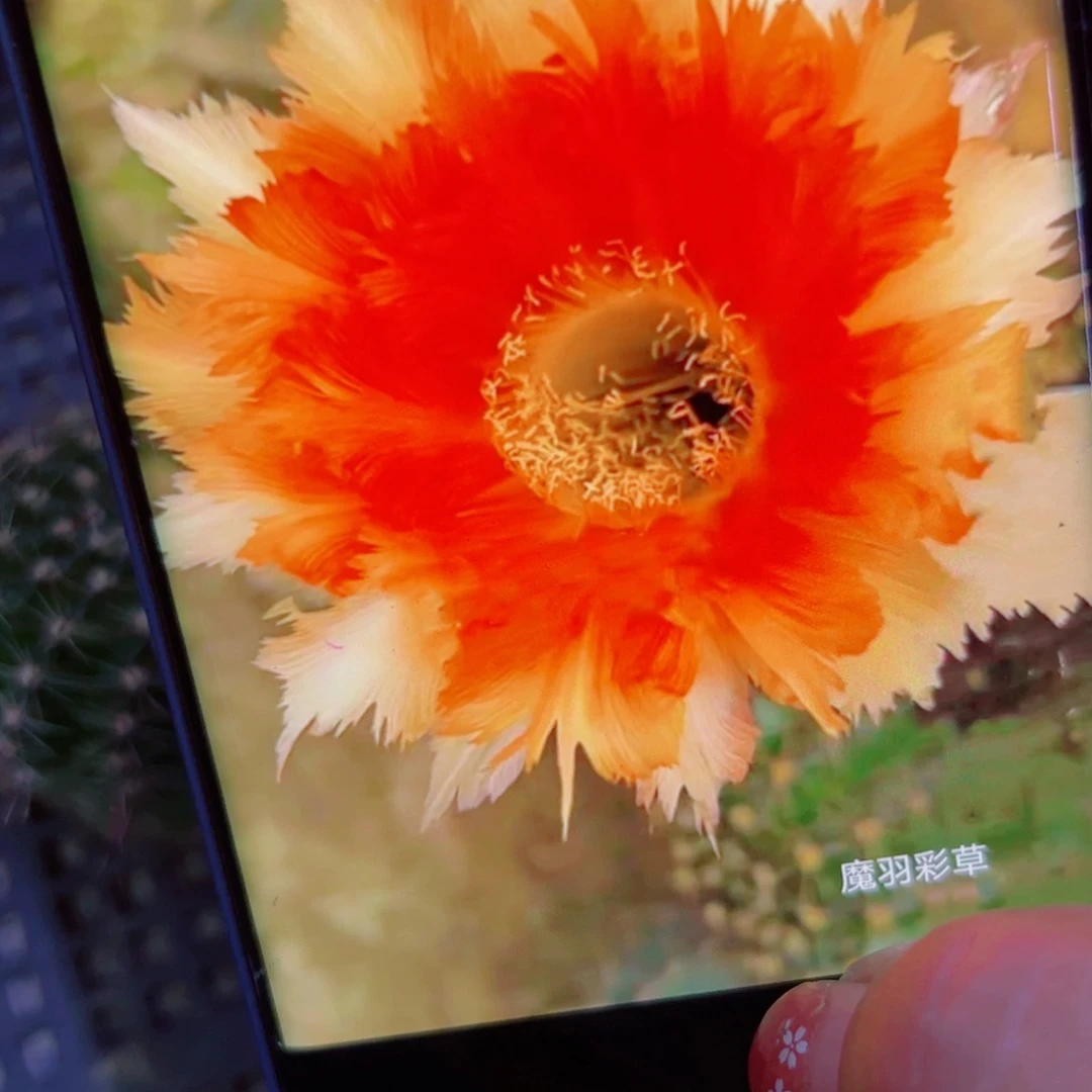 下31彩草魔羽无根侧芽4公分左右20包邮