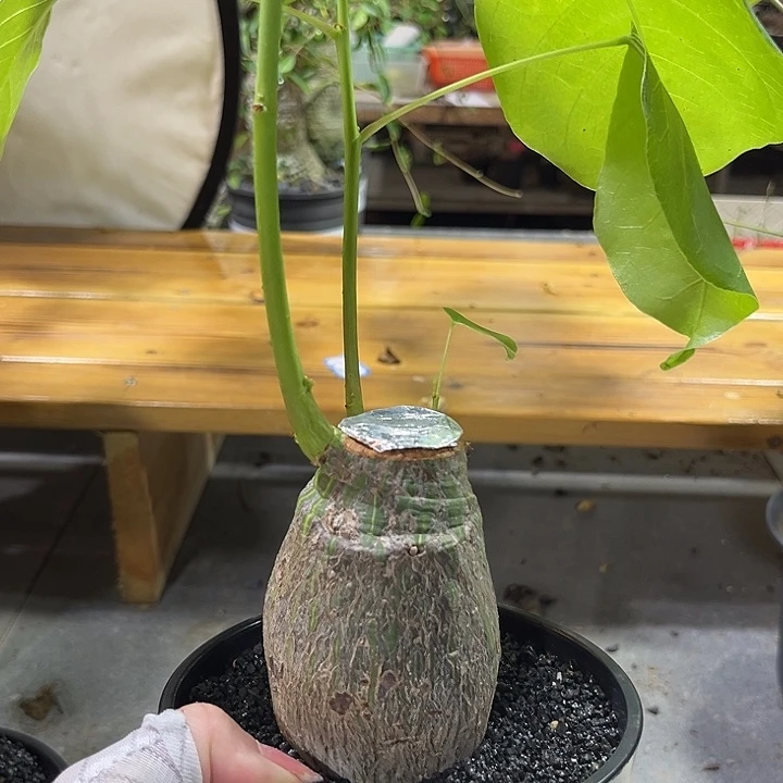 汤圆植物龟甲木棉