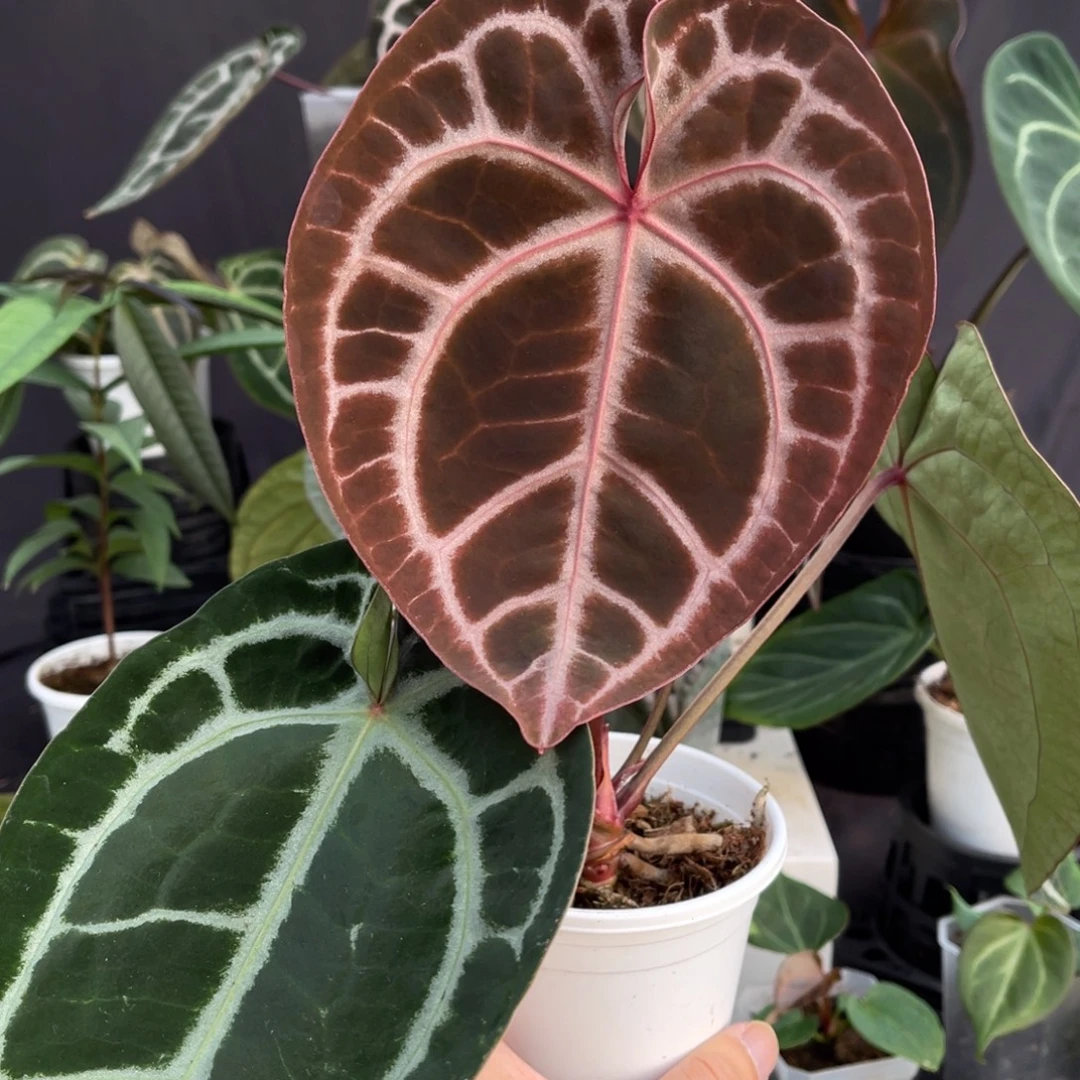 完全开放skg红杂红水晶