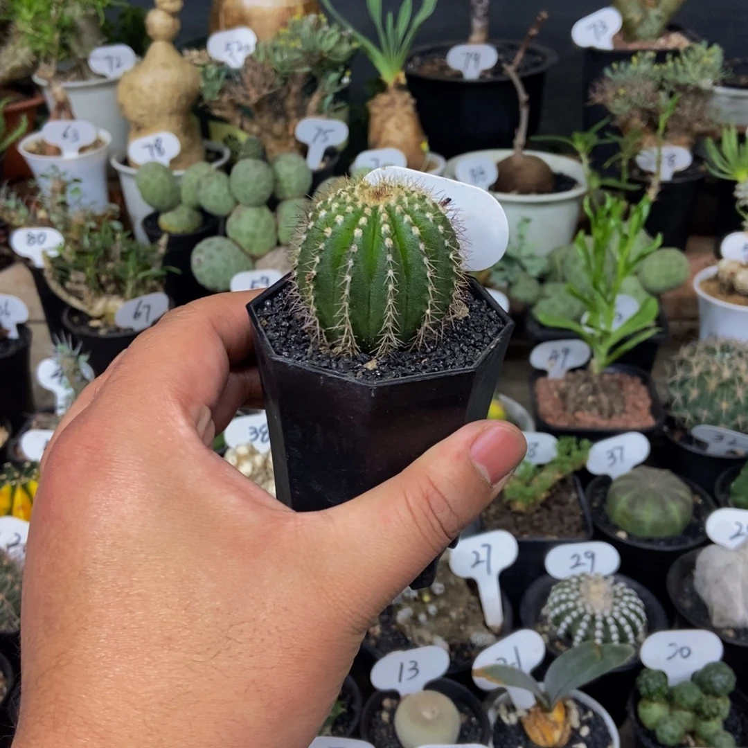 优博球一个一物一拍