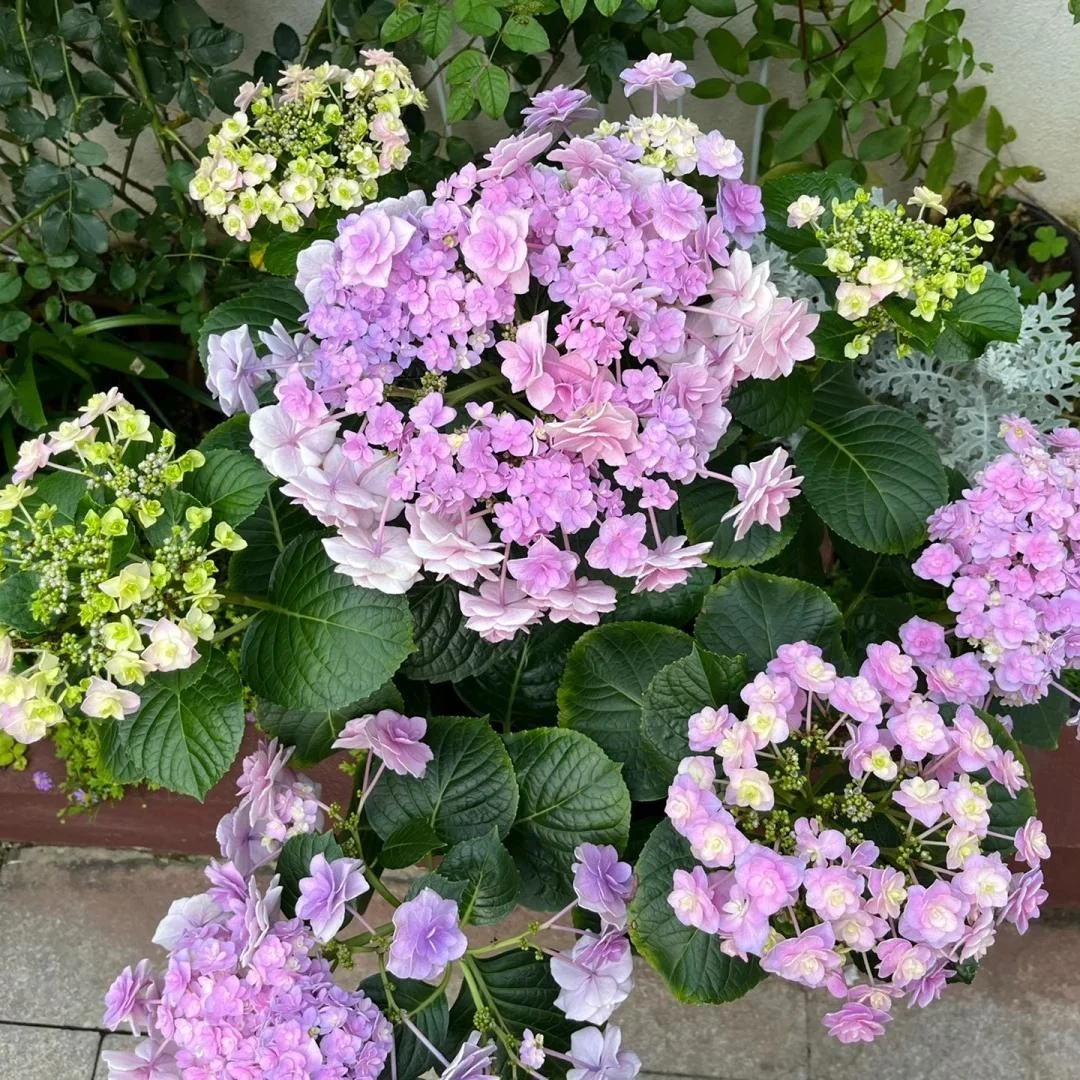 头花绣球花【5加仑】盆栽花卉庭院阳台新手易养护喜水植物