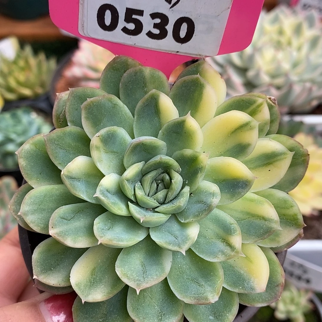 530冰玫瑰哈哈哈哈哈哈