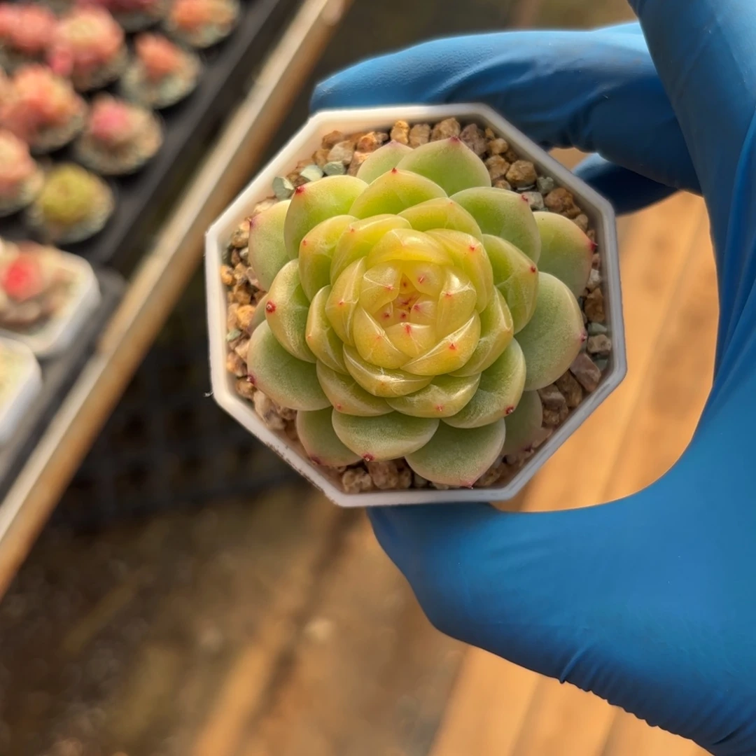 玄月糖心一物一拍