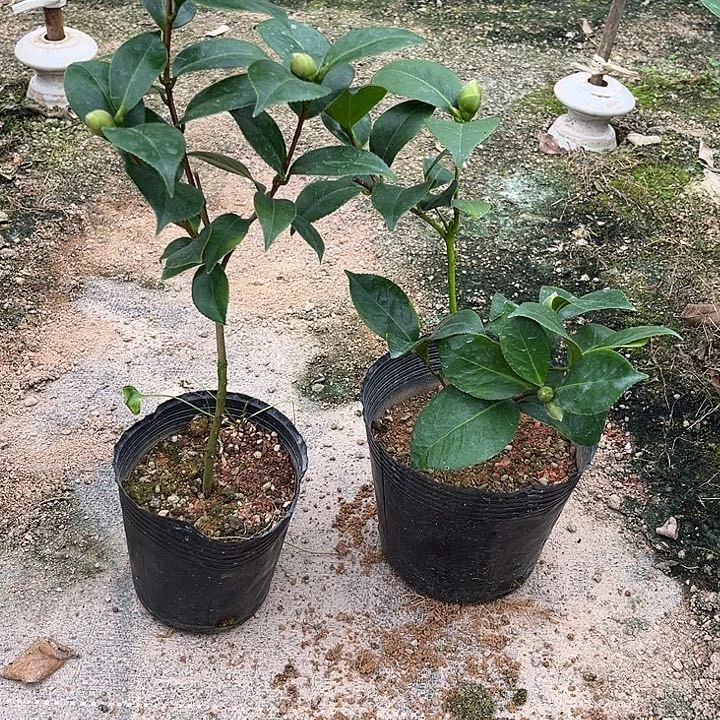 当前无花栽培后可以开花十八学士加宽彩带