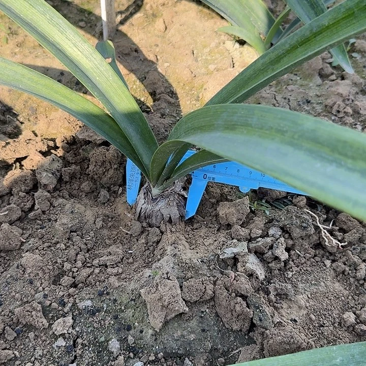 浪漫嫁衣朱顶红一4+