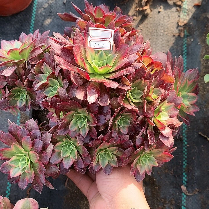 151安娜多肉植物