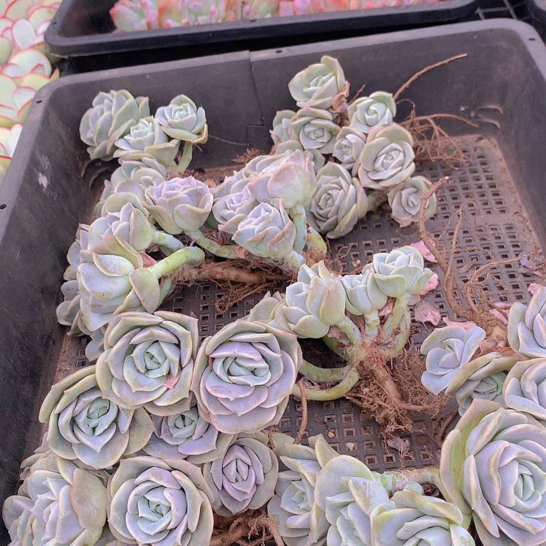 可爱玫瑰群24568999000