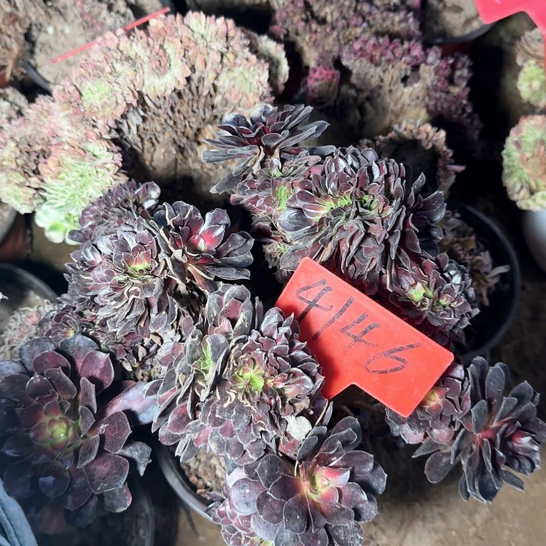 4146花娜缀化多肉法师