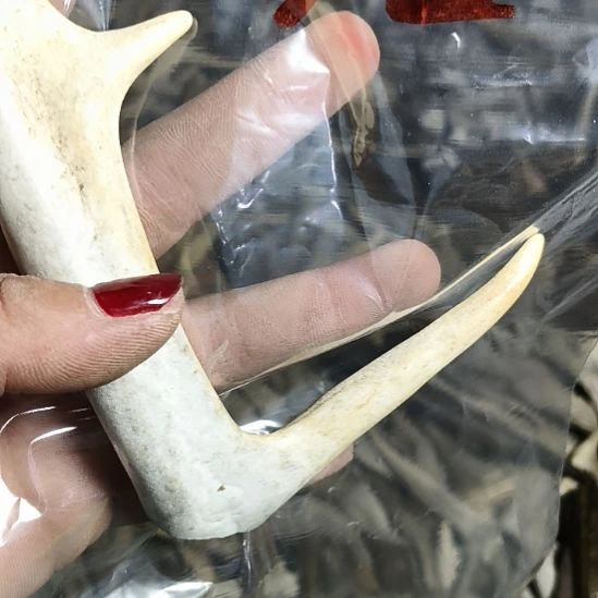 百***我鹿角鹿角鹿角鹿角鹿角鹿角