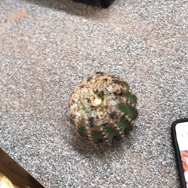 开****?7508侧芽歪7公分左右