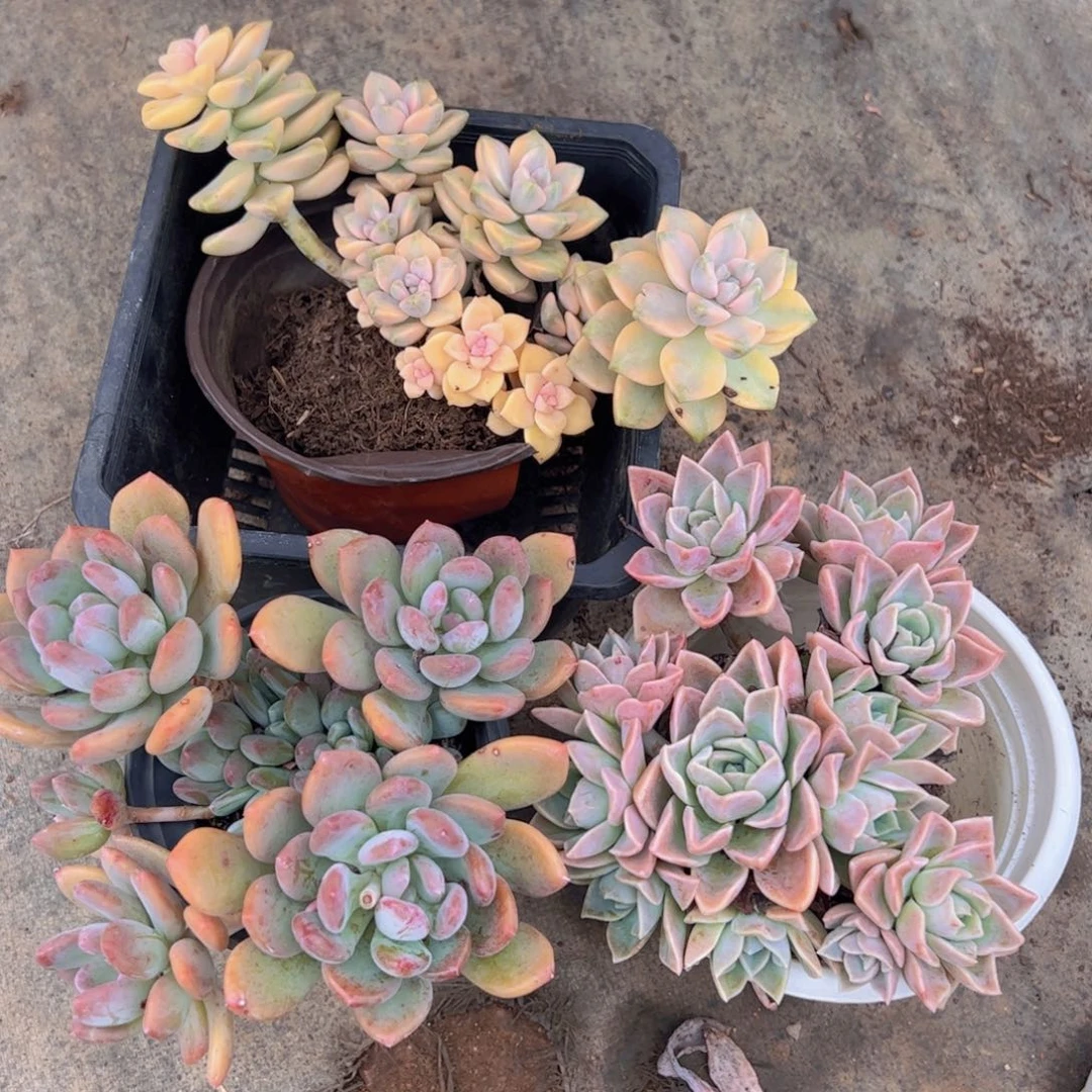 美杏锦，三头灰姑娘，哈利沃森朵朵各一