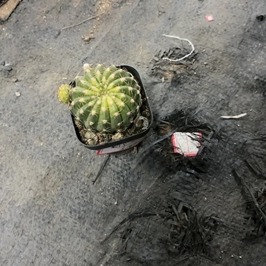 龙之卵带花苞一物一拍