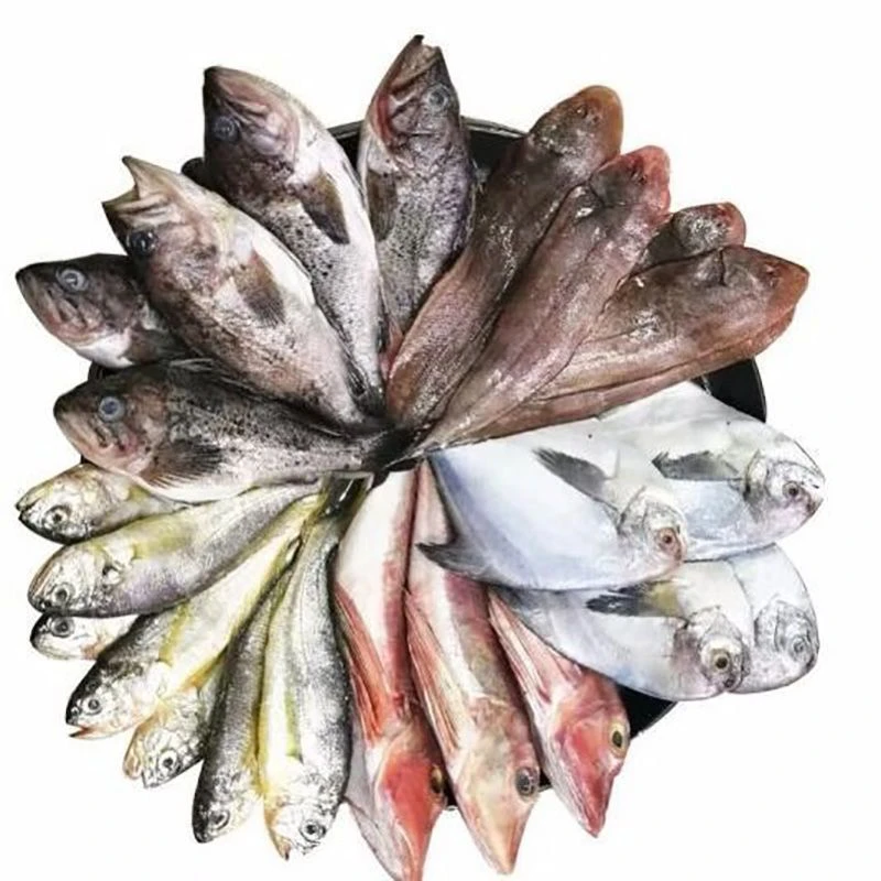 海杂鱼7斤码头直发随机发货