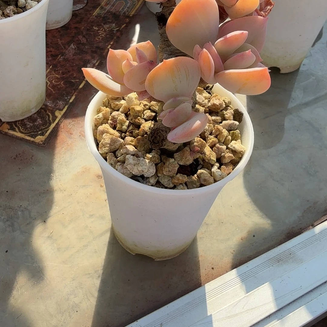 啦***5白凤多肉植物一颗