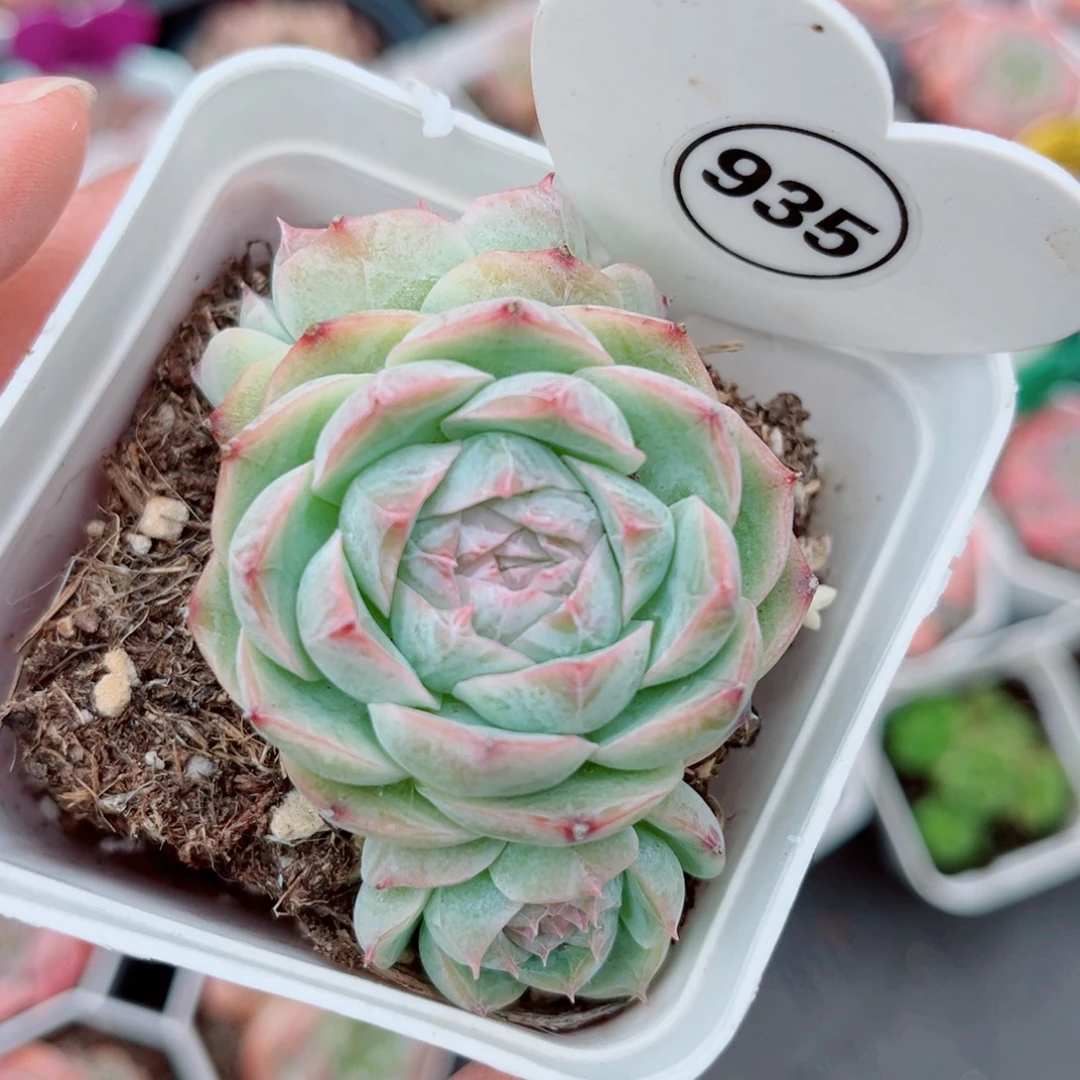 935号小老桩珍妮群