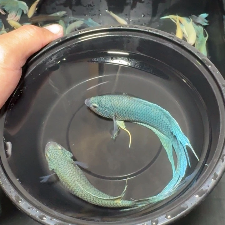 斗鱼直播间对图无纹蓝20