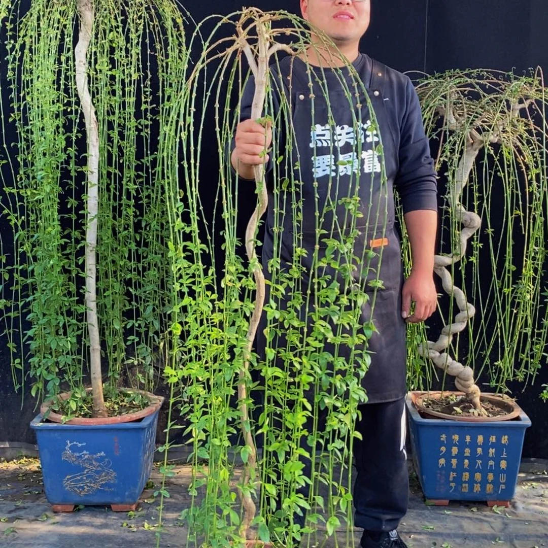 三台迎春，一物一拍，落叶