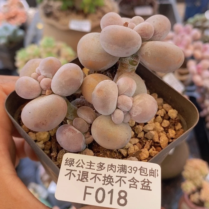 芭比奶洛6cm018多肉植物