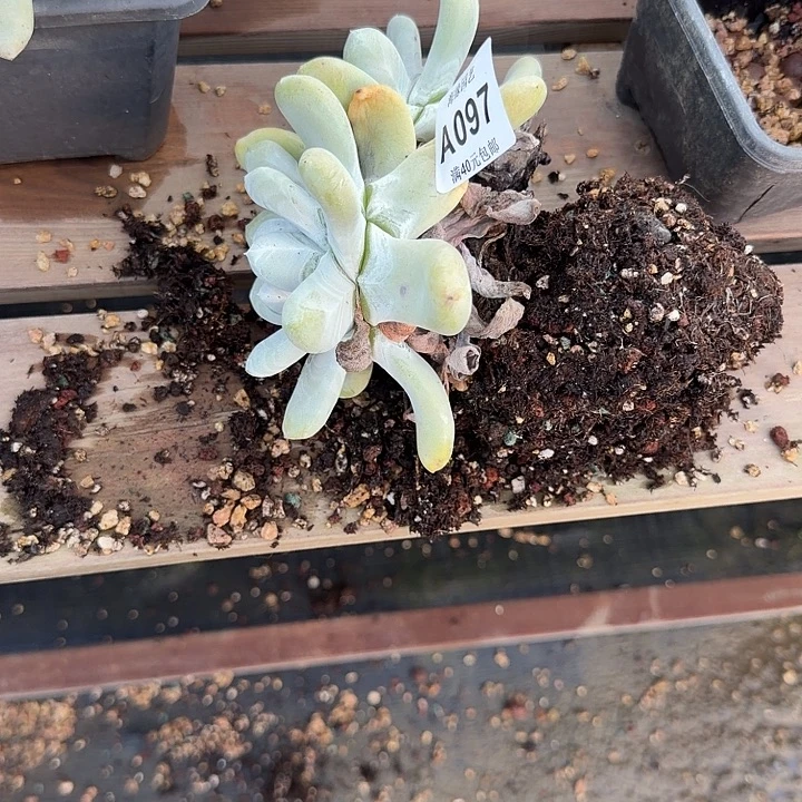 【***】拇指仙女杯多肉植物