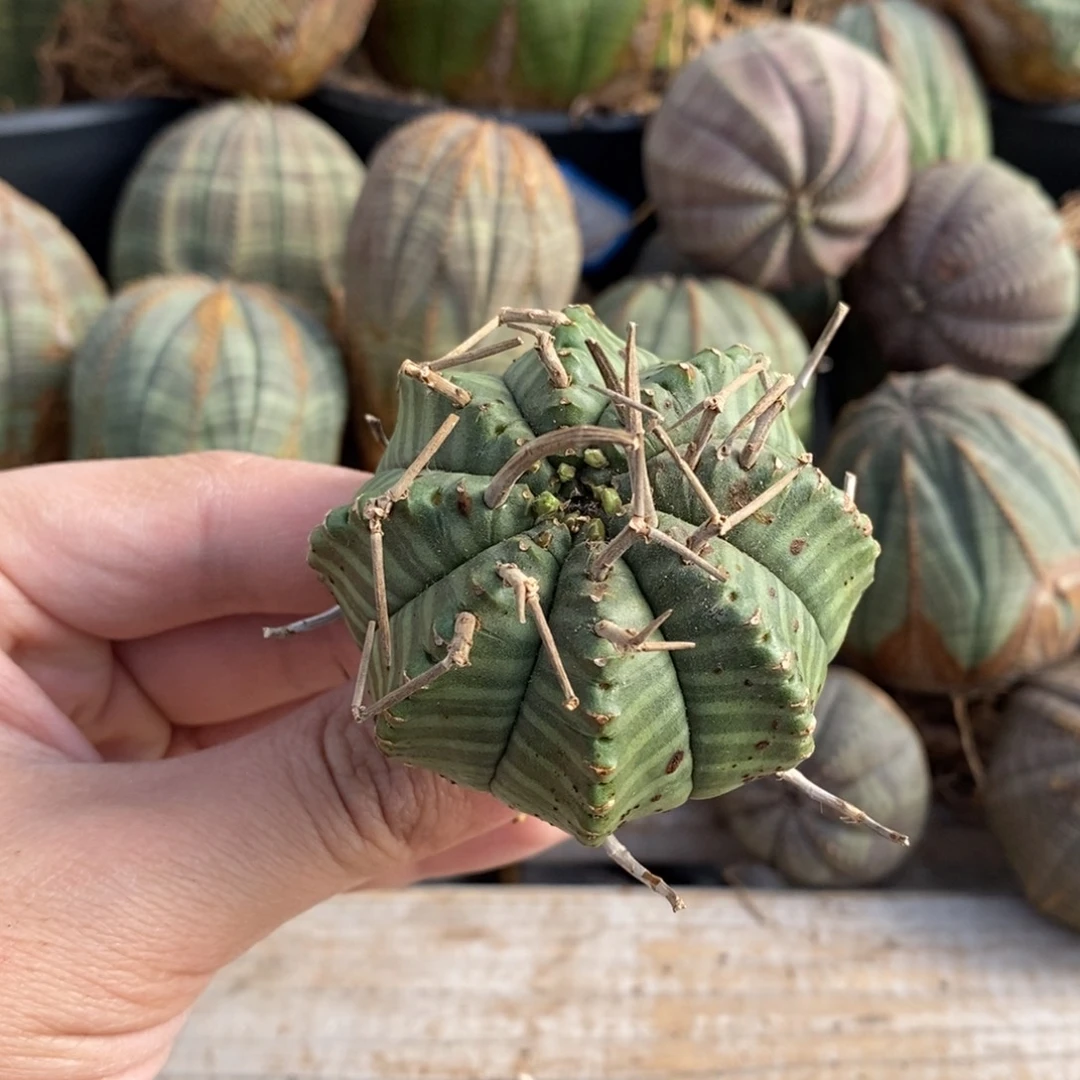 19 欧系实生布纹球多肉植物