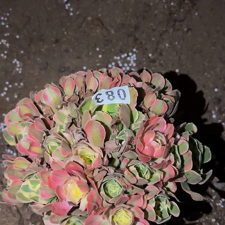 083妖月多肉植物不售后