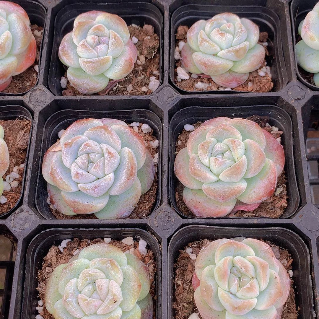 两颗冰玉45677889990000