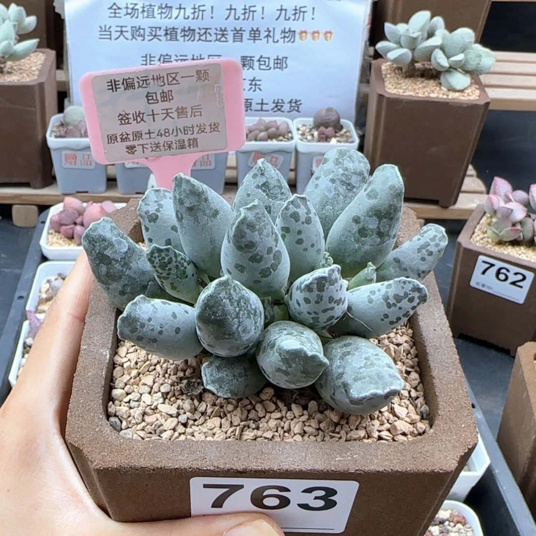 763白肌红蛋多肉