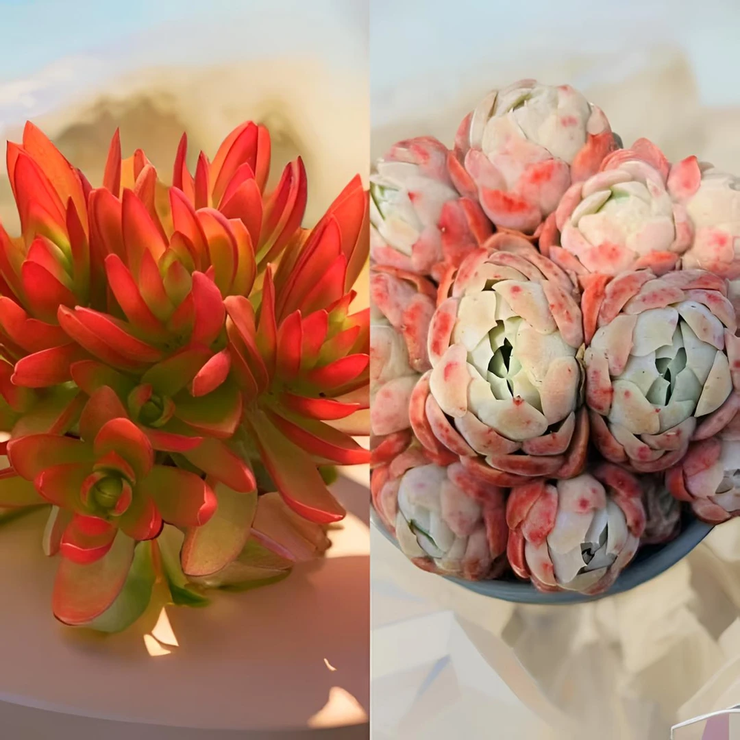 L红百合+香水贝瑞 冠幅11-13cm 新手好养多肉组合 云南基地发货