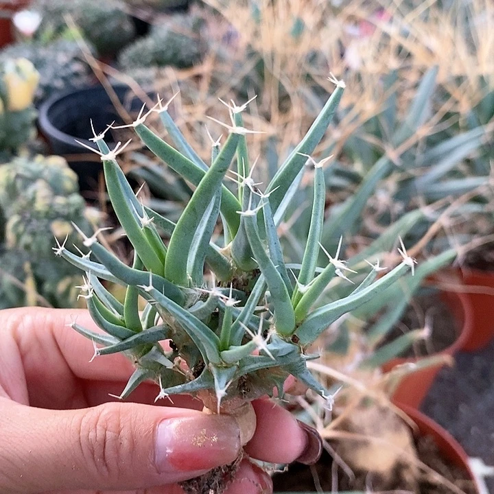花花草草花花草草