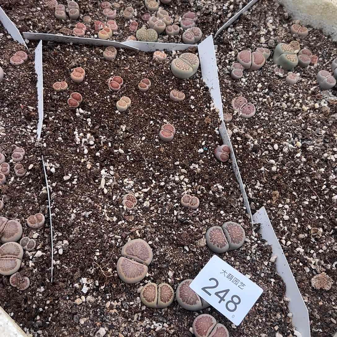 清框福利默认有疤无售后248