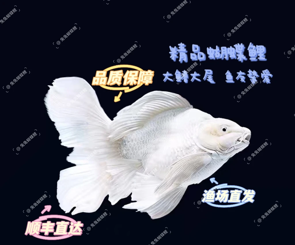 11-14公分纯种白球/短蝴蝶鲤观赏鱼大鳍大尾赛级精品广温混养群养