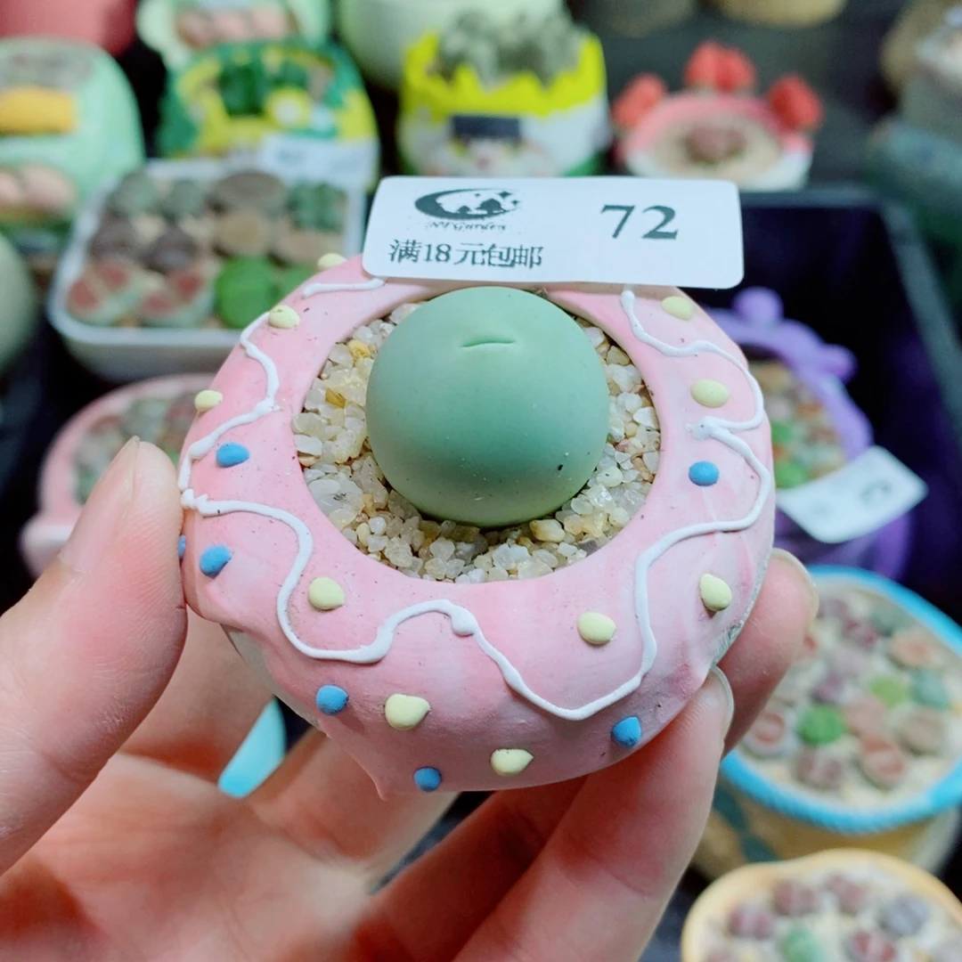 生石花花花花花72