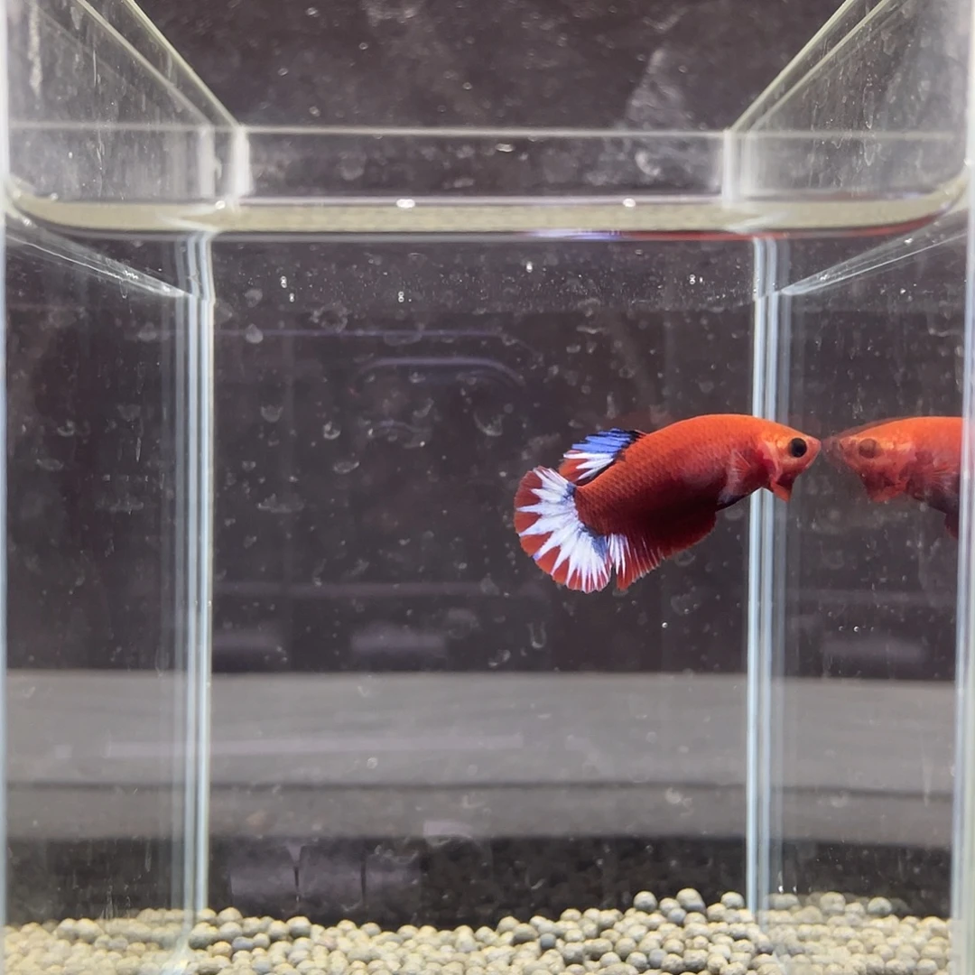 斗鱼47号红肉星尾母
