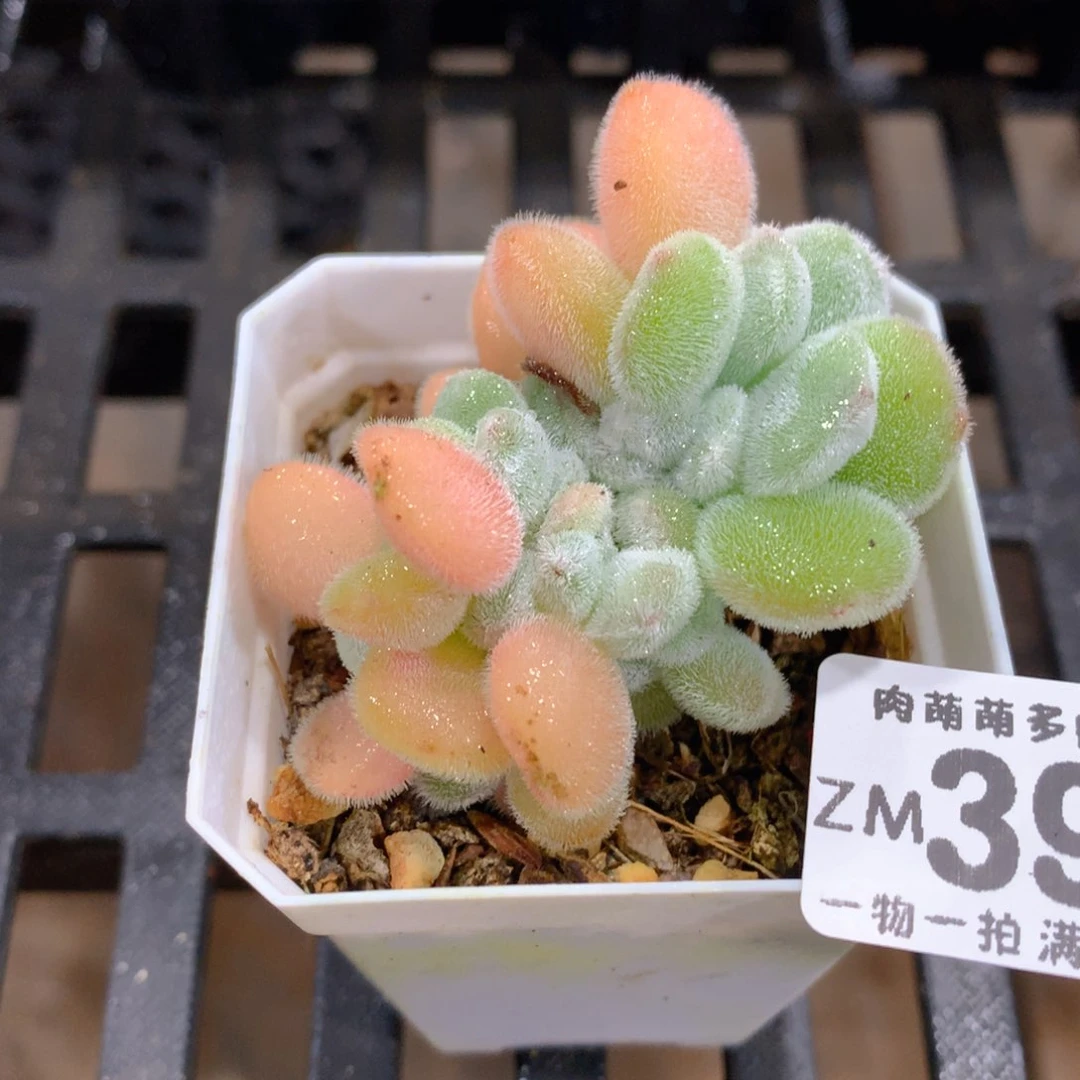 肉萌萌拇指盆精控多肉ZM394