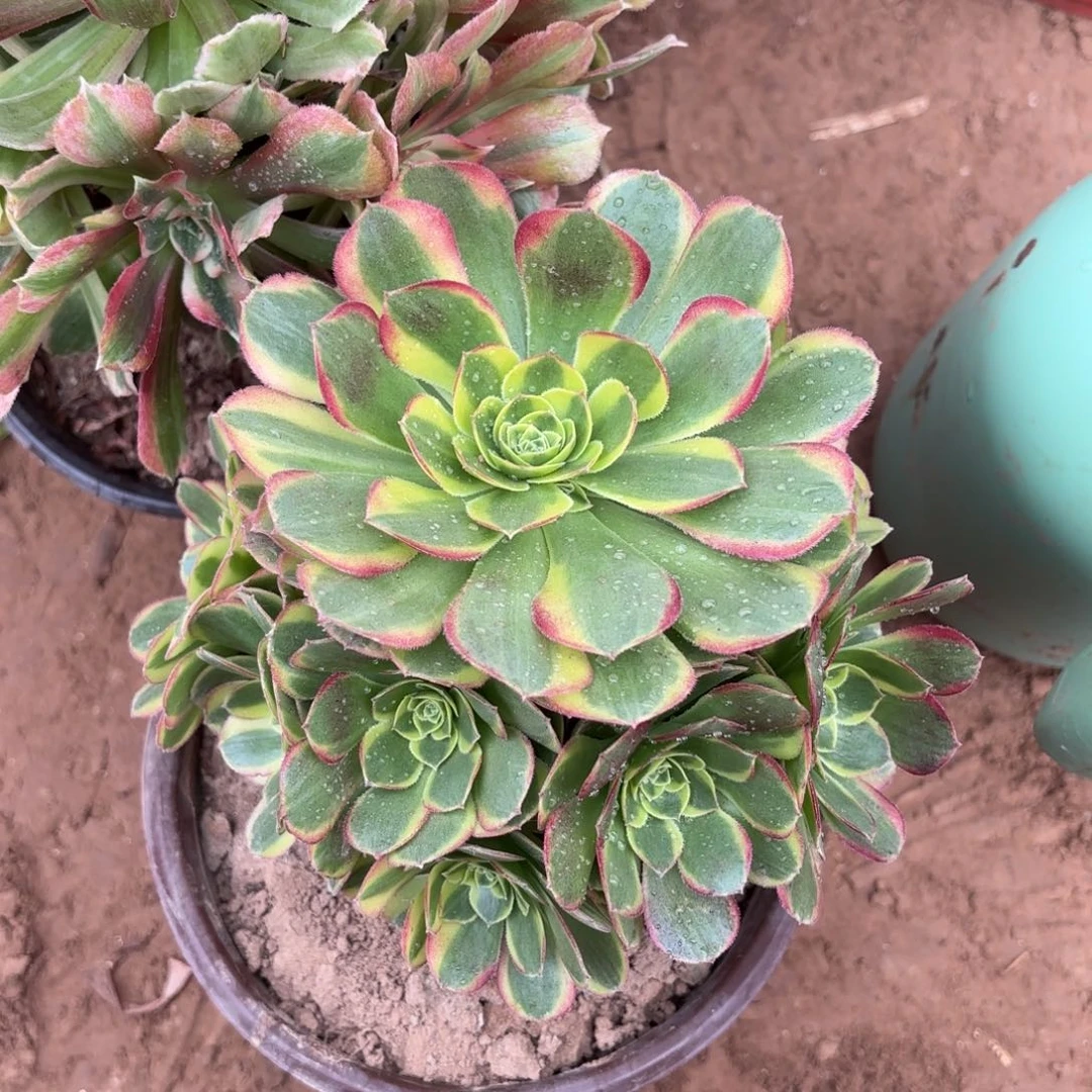 感***生奶白手捧9.9法师木质