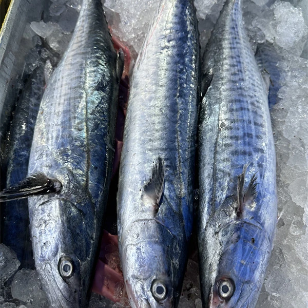 南海钓口马鲛鱼野生新鲜海鲜直播现称现卖 切片发货 包邮