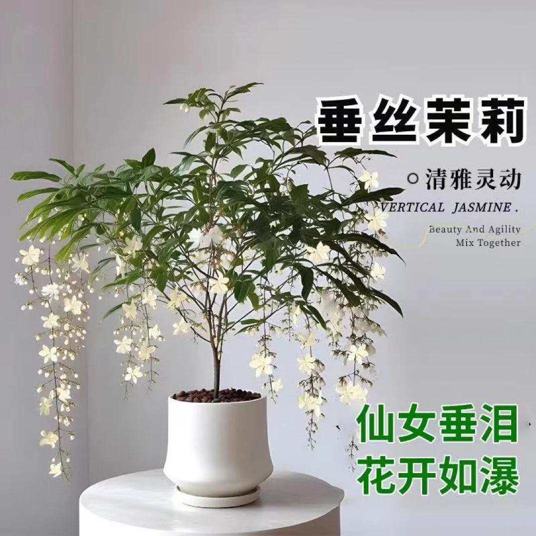 垂丝茉莉室内客厅观赏盆栽四季常青好养网红花卉