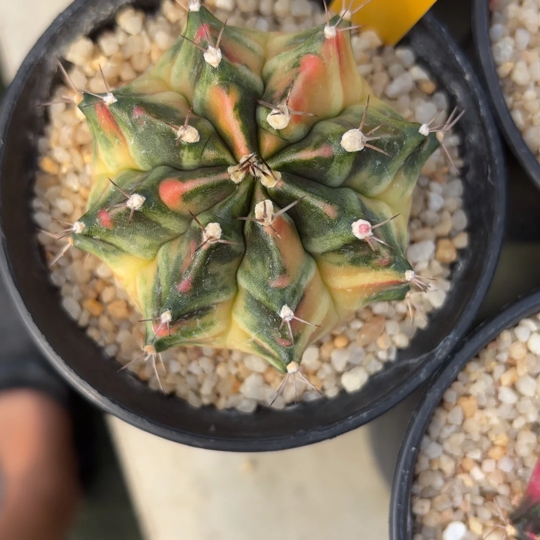 1-1223泰国发货多肉