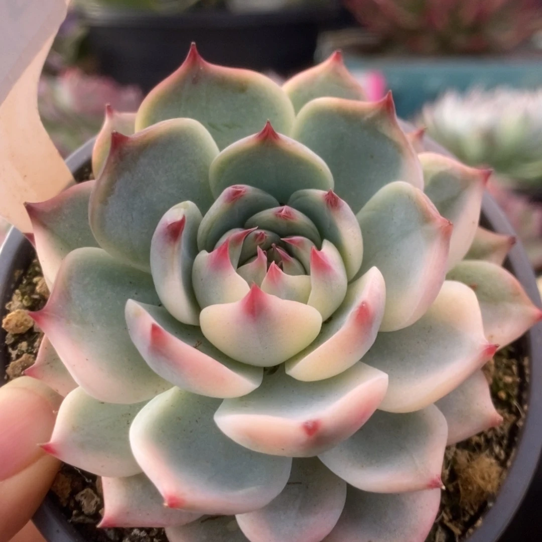 102锦锦锦锦锦锦锦锦