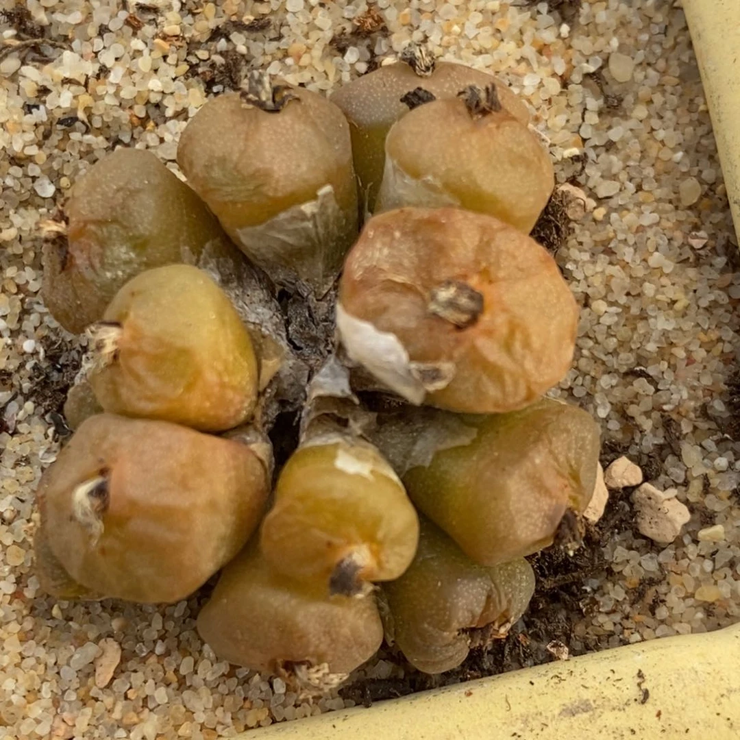 1053烧卖一群多头