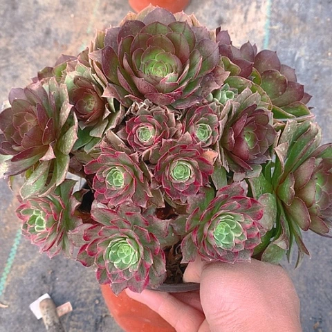 598莲花阴阳多肉植物
