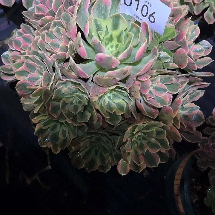 桓****0106女妖多肉植物