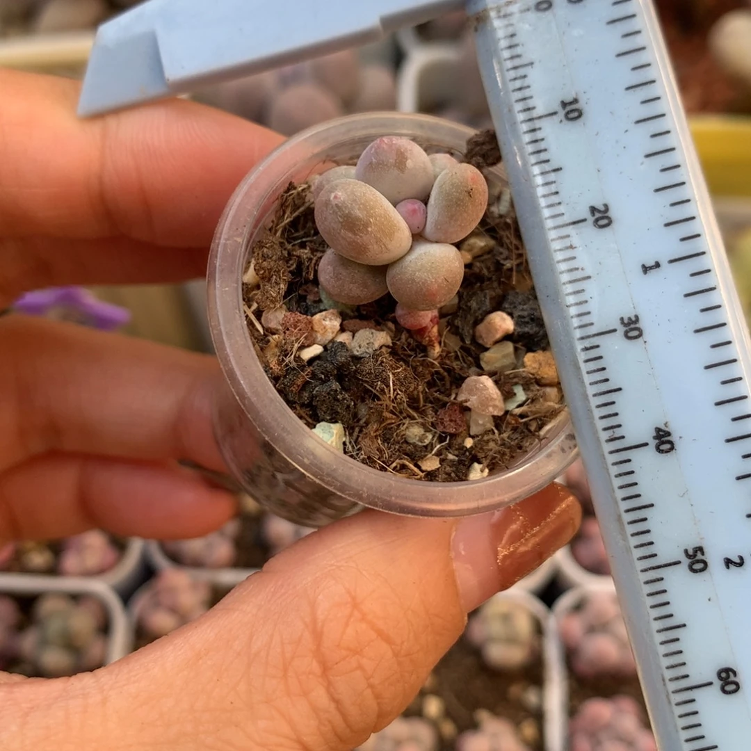 彩虹 不凑满28元发一片叶 不售后 到付