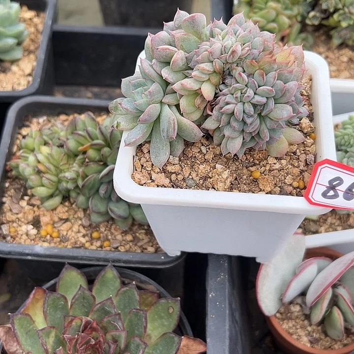 青****一物一拍白桃汽水多肉86