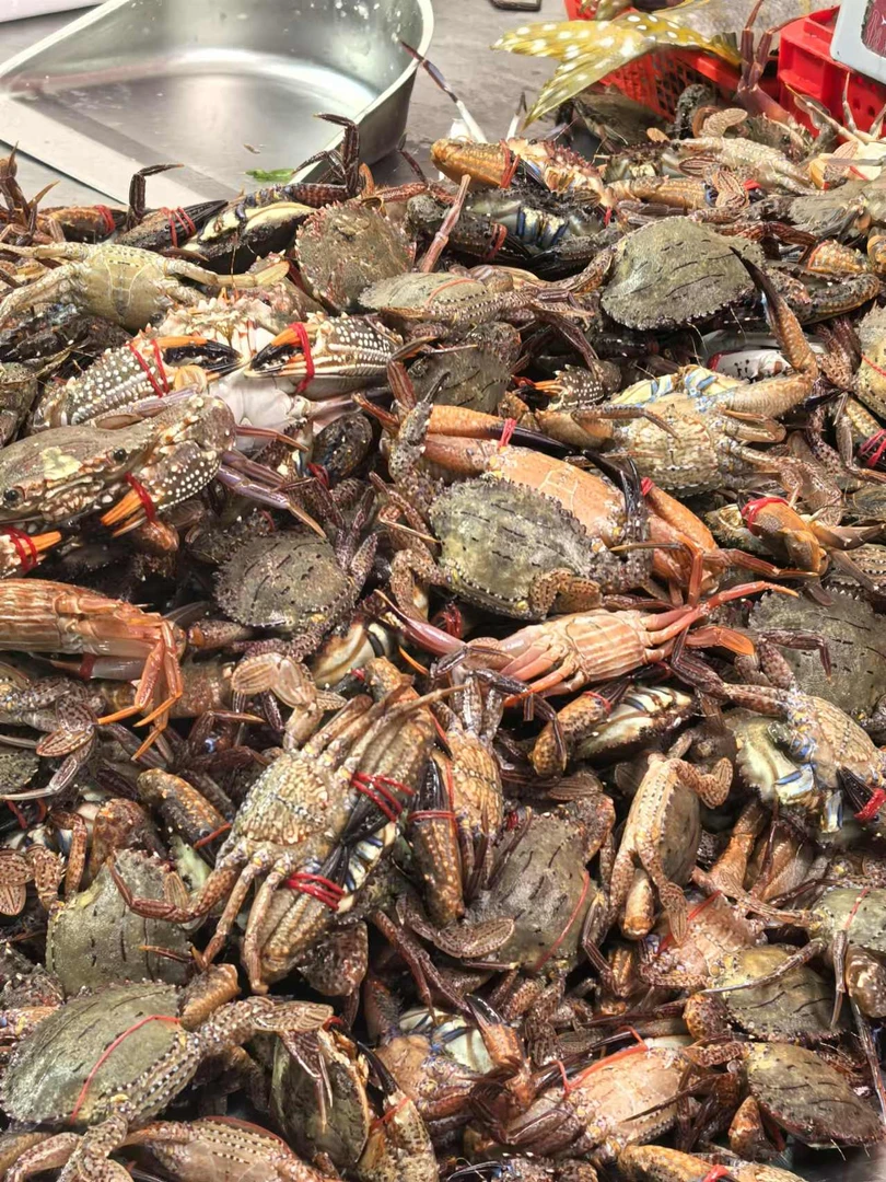 黑金刚蟹  新鲜现称 冷运到家