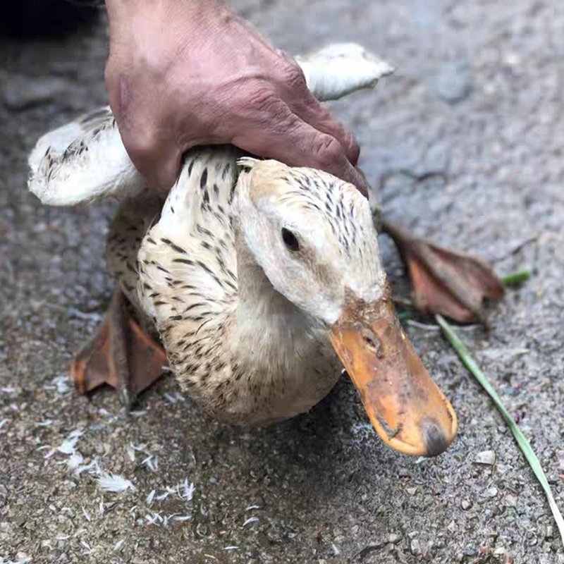 精选湖南农家散养谷鸭土麻鸭新鲜宰杀五谷喂养顺丰冷链包邮